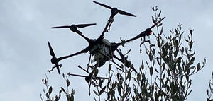 El uso de drones para la protección de los olivos