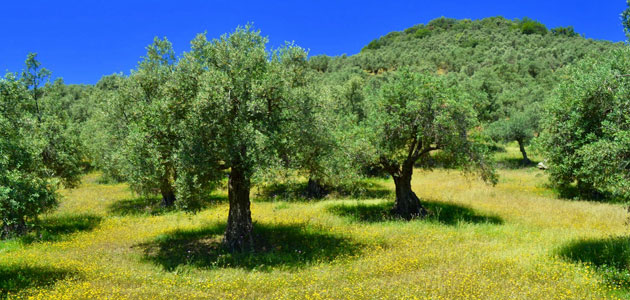 'El olivar ecológico frena el cambio climático', nueva campaña divulgativa de Ecovalia