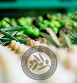 Nuevos cursos de verano sobre olivicultura y gestión en la producción y elaboración de AOVE
