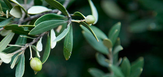 Las exportaciones andaluzas de aceite de oliva logran su mejor registro histórico hasta junio