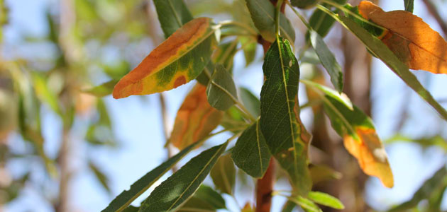 Extremadura detecta la Xylella fastidiosa en Valencia de Alcántara (Cáceres), pero no afecta al olivo