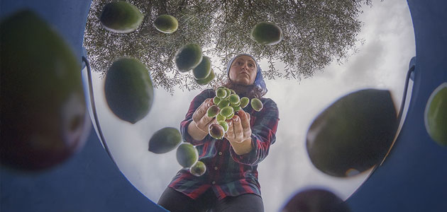 Dos imágenes sobre la recogida de la aceituna, premiadas en el Concurso de Fotografía del Mundo Rural