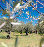 El USDA sitúa la producción mundial de aceite de oliva en 2,98 millones de toneladas en la campaña 2016/17