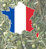 Francia presenta una batería de medidas de apoyo al sector oleícola tras una cosecha 'catastrófica'