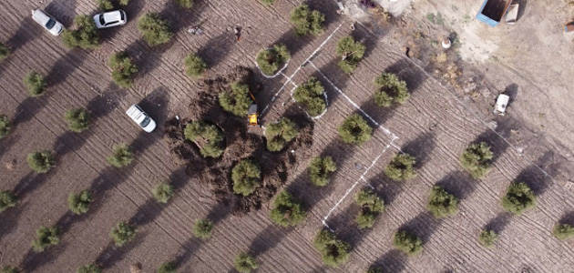 La UCO desarrolla un prototipo para separar los efluentes del entamado de la aceituna y usarlos en el riego