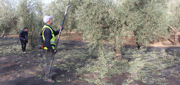 Desarrollan una herramienta para predecir los efectos de los cambios de la PAC en el campo andaluz