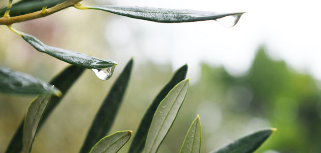 Confirman la rentabilidad económica y ambiental de un método que obtiene antioxidantes de las hojas del olivo