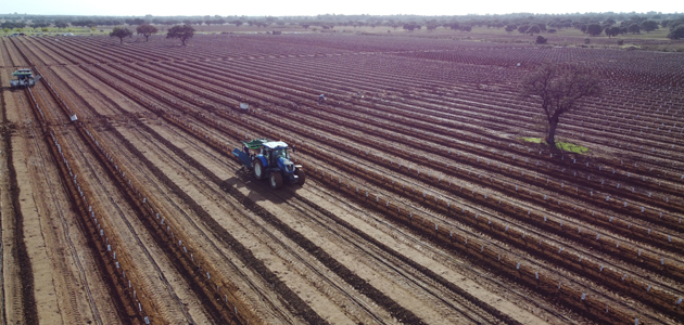 IFC AGRÍCOLA, expertos en ejecución de plantaciones de olivo y almendro en alta densidad