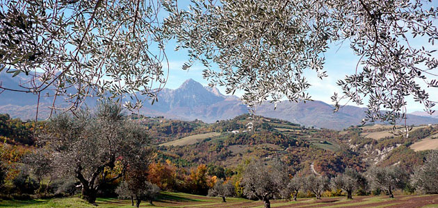 Presentan en Italia la secuenciación completa del genoma del olivo de la variedad leccino