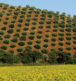 El olivar ocupa el 57,9% de la superficie total de cultivos leñosos en Italia