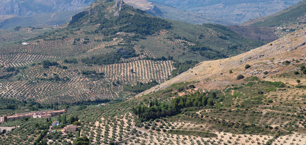 Andalucía destina ayudas para certámenes y jornadas técnicas relacionadas con el olivar