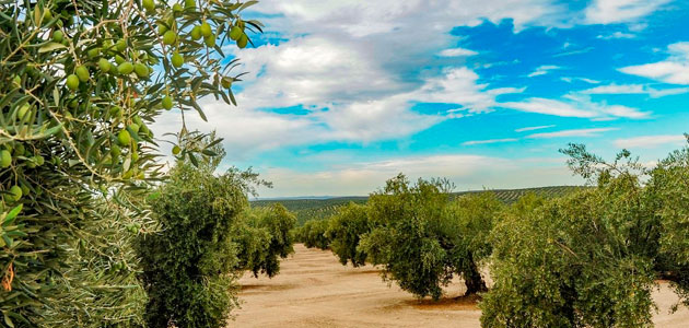 La UE da luz verde al primer marco de certificación para la absorción de carbono