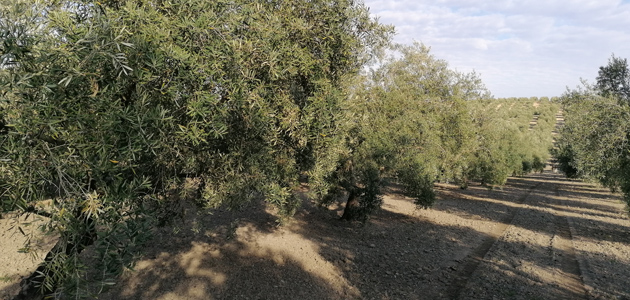 Asaja reclama reautorizar el uso del fungicida Mancozeb en el olivar