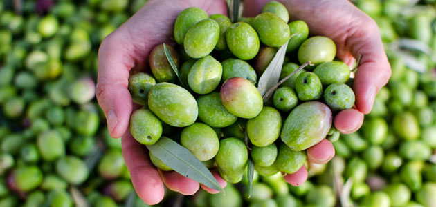 La Junta de Andalucía prevé una producción de 388.487 t. de aceituna de mesa esta campaña