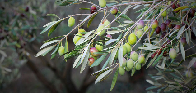 La CE prevé que la producción europea de aceite de oliva se sitúe en 2 millones de toneladas en la campaña 2024/25