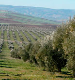 Meknès contará con una Fundación creada para impulsar su aceite de oliva