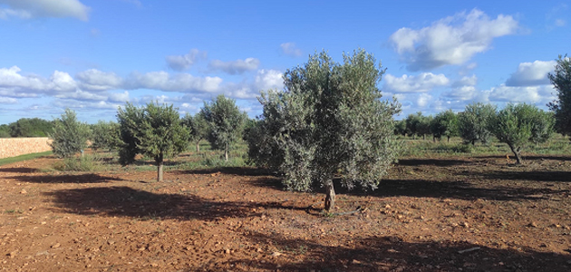 La IGP Aceite de Menorca inicia su primera campaña de producción y elaboración