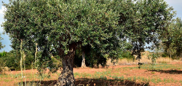 Andalucía amplía el plazo de solicitud de las ayudas para modernizar explotaciones agrarias