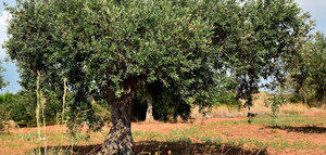 Andalucía concede 9,9 millones de euros en ayudas para la modernización de explotaciones olivareras