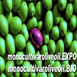 El aceite de oliva virgen extra español triunfa con 14 Medallas de Oro en el concurso Monocultivar Olive Oil Expo de Milán
