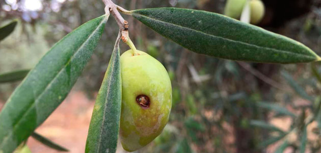 Actividad de la mosca del olivo en Andalucía