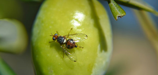 Comparativa de mosqueros para el control de la mosca del olivo