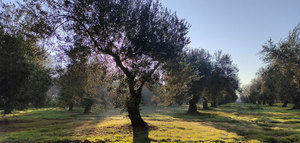 Investigadores coordinados por el IFAPA detectan 173 nuevas variedades de olivo a nivel nacional