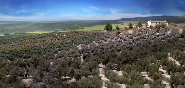 El oleoturismo como herramienta para hacer más sostenible el olivar en las comarcas de Jaén