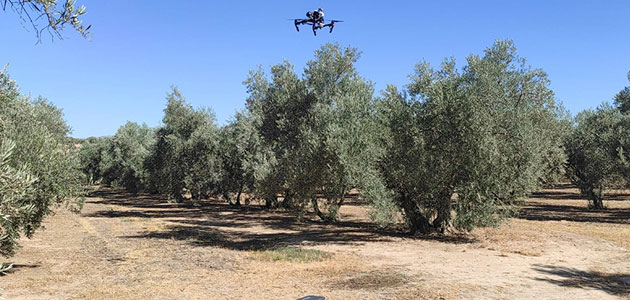 Cooperativas Agro-alimentarias de Andalucía tendrá en ejecución varios proyectos sobre olivar en 2025