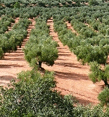 La superficie de olivar declarada para recibir ayudas de la PAC en 2014/15 se sitúa en 2.195.923,02 hectáreas