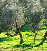 La Junta de Andalucía lanza una aplicación web para calcular las necesidades de riego del olivar