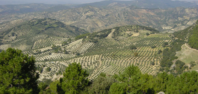 Andalucía abona 10,6 millones en ayudas agroambientales a los sistemas sostenibles de olivar