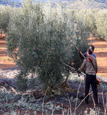 UPA, satisfecha con las ventas de aceite de oliva 'tras años de ruina'