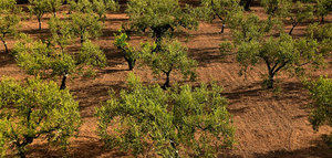 Prácticas de manejo en el cultivo de almendro