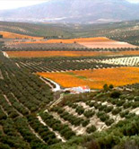La UJA organiza un seminario científico sobre la rentabilidad del olivar jiennense