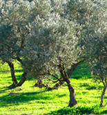 El olivar, en el Top de los cultivos ecológicos de la UE