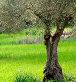 Un compuesto orgánico ayuda a enraizar los olivos ecológicos