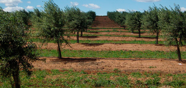 Solidez de los precios y crecimiento exponencial del olivar superintensivo, claves del 'Informe Caja Rural de Jaén sobre Coyuntura para la Olivicultura'