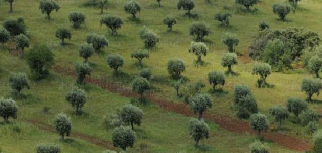 Reducción 'significativa' de la producción de aceituna en Portugal
