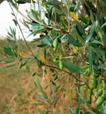 El COI prevé que la producción mundial de aceite de oliva suba un 22,2% esta campaña