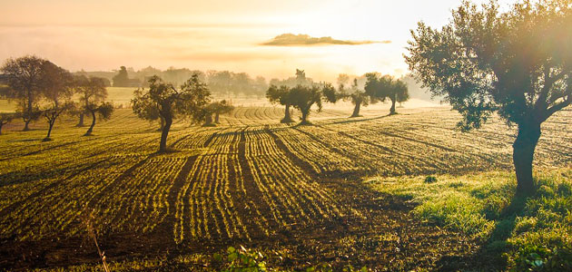 Unaprol pide un Plan Nacional 2.0 para garantizar el futuro del olivar italiano