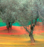 Italia prevé que su producción de aceite de oliva descienda un 37% en la campaña 2016/17