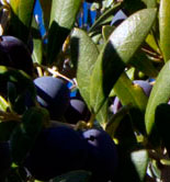 Asaja prevé que la cosecha de aceite de oliva en España se sitúe en 750.000 toneladas esta campaña