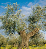 Los servicios ecosistémicos en el olivar, a debate en una jornada en Granada