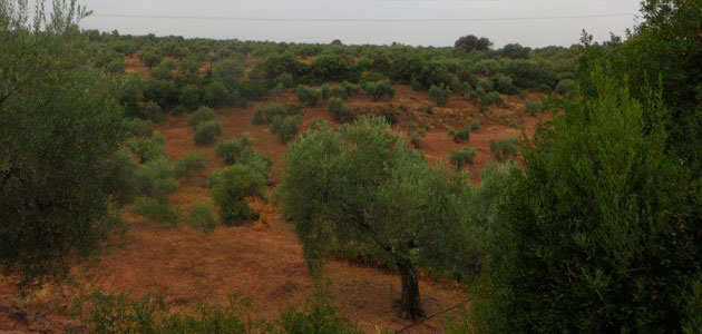 Andalucía realiza un nuevo pago de 11,1 millones de euros en ayudas agroambientales al olivar