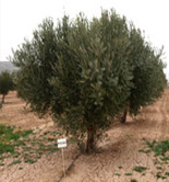 Murcia evalúa el comportamiento agronómico de diferentes variedades de aceituna