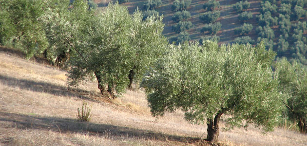 Asaja-Córdoba, satisfecha por que más de 500 olivareros de zonas en pendiente sean incluidos en las ayudas agroambientales de la Junta