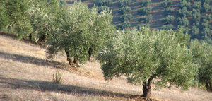Una hoja de ruta para la resiliencia y la sostenibilidad del olivar de montaña