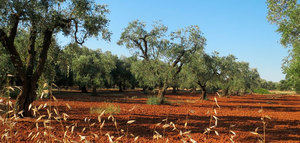 Nueva Red de Datos sobre Sostenibilidad Agrícola en la UE