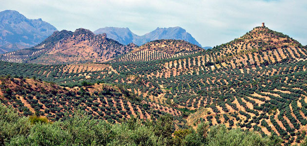 Andalucía continúa con el pago de ayudas a los seguros agrarios y abona 2 millones de euros